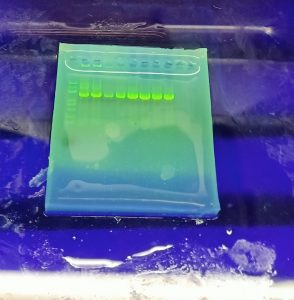 6. Electrophoresis shows clear and distinct bands showing PCR was successful. Microbe Art
